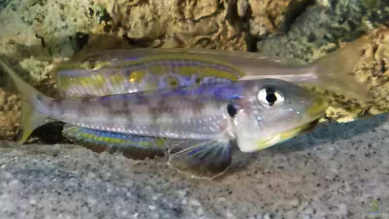 Aquarien für Xenotilapia melanogenys