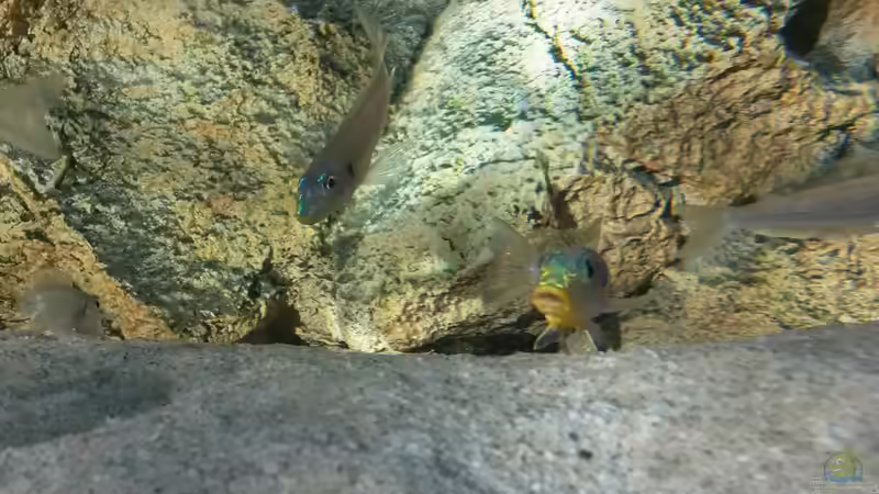 Aquarien für Xenotilapia melanogenys