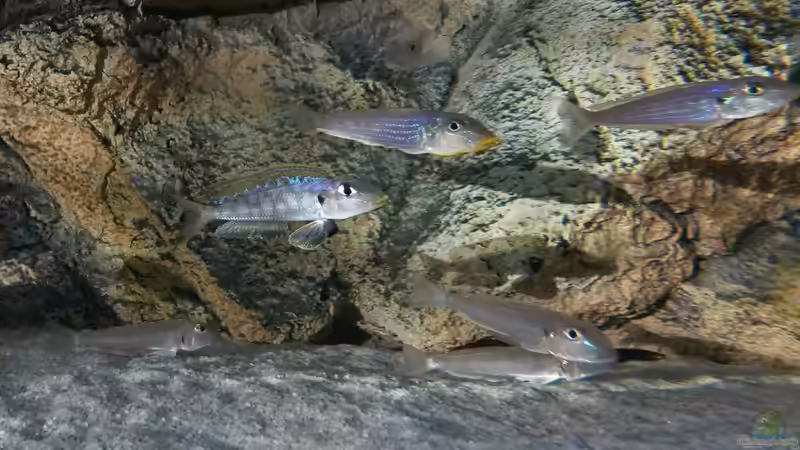 Enantiopus melanogenys ´Kilesa´, fast die ganze Gruppe (ein Weibchen fehlt) von spriggina (62)