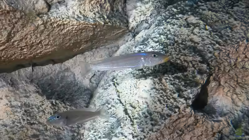 Aquarien für Xenotilapia melanogenys