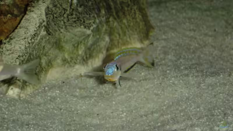 Enantiopus melanogenys Kilesa von Rainer Faßbender (15)