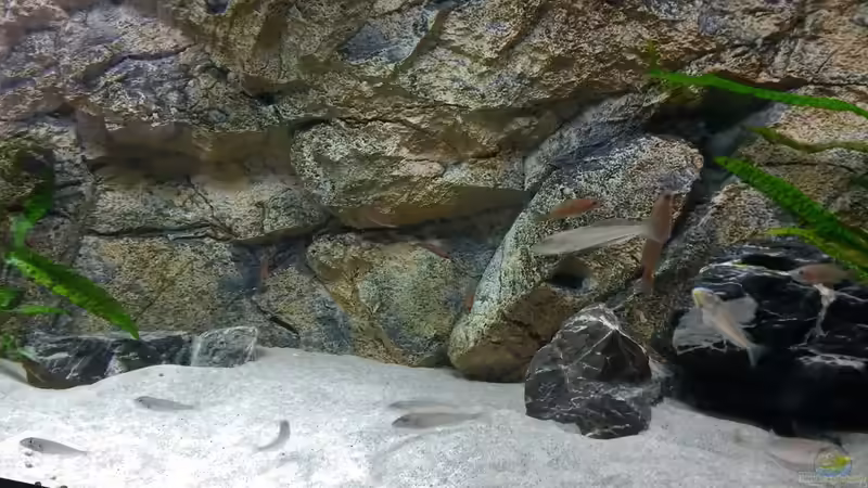 Enantiopus (Verhältnis 3/5) von spriggina (58)