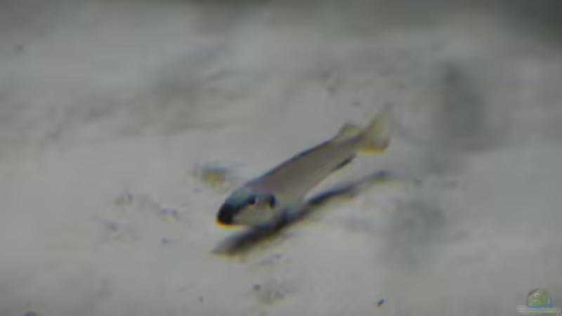 Enatiopus melanogenys Namansi von 8 CBM (73)