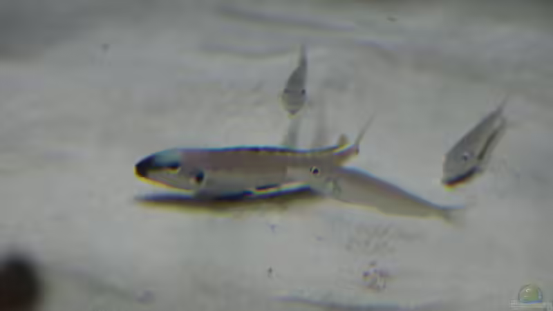 Enatiopus melanogenys Namansi von 8 CBM (75)