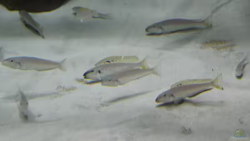 Enatiopus melanogenys Namansi von 8 CBM (76)