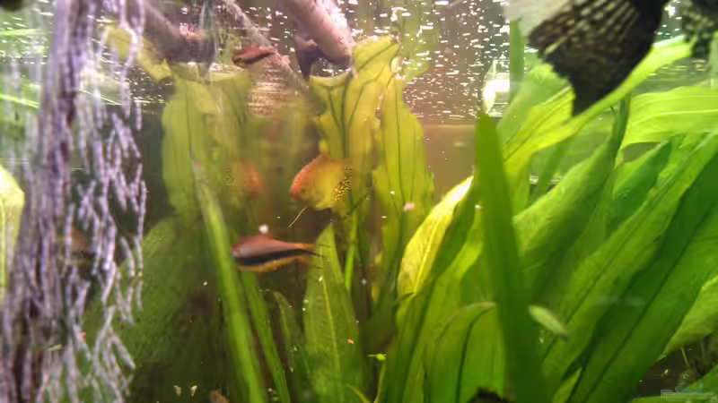 Enchinodrus Amazonikus schnell wachsend von mischling12 (4)