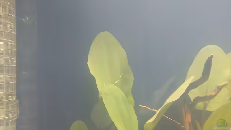 Enchiodorus von Wall-E (12)