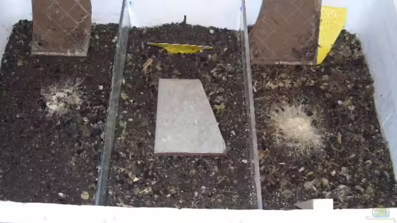 Enchyträen-Zucht - Der umfassende Praxisleitfaden für Aquarianer