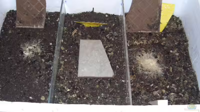 Enchyträenzuchtkasten (die weißen Würmchen werden ca 3 mal pro Woche verfüttert von Robert Ellinger (22)