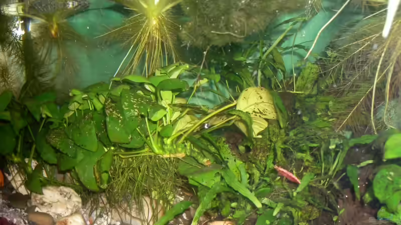 Ende 2008 von Jenny (6)