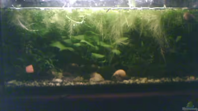 Ende 2008 von Jenny (8)