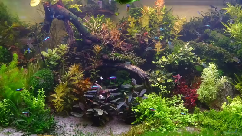 Ende August 2017 von achim-cool (8)