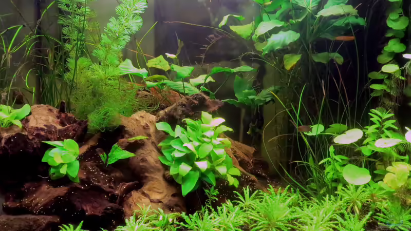 Ende März 2015 von misch (4)