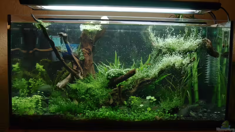 Ende März nach Wasserwechsel, die Algen deutlich auf dem Rückzug von Pseudomugil (16)