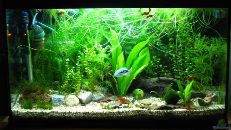 Ende November 2oo8 von Marlone (3)