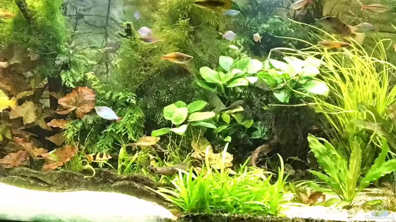 Ende Oktober 2016 von H.T. (1)