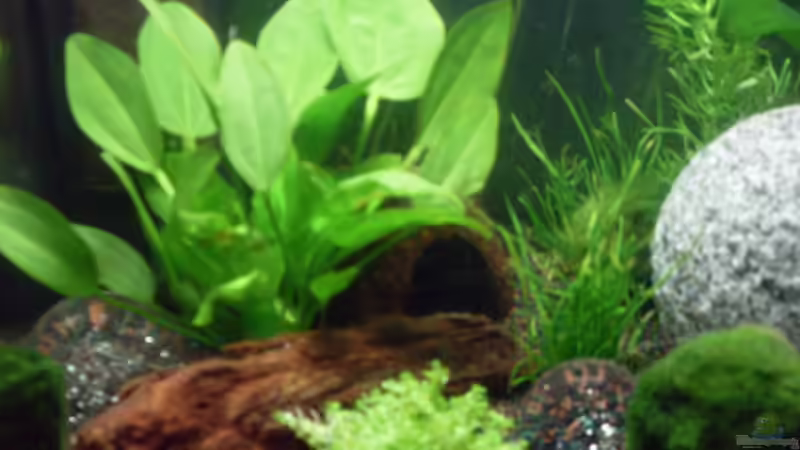 Endgültige Deko von Brausefisch (9)