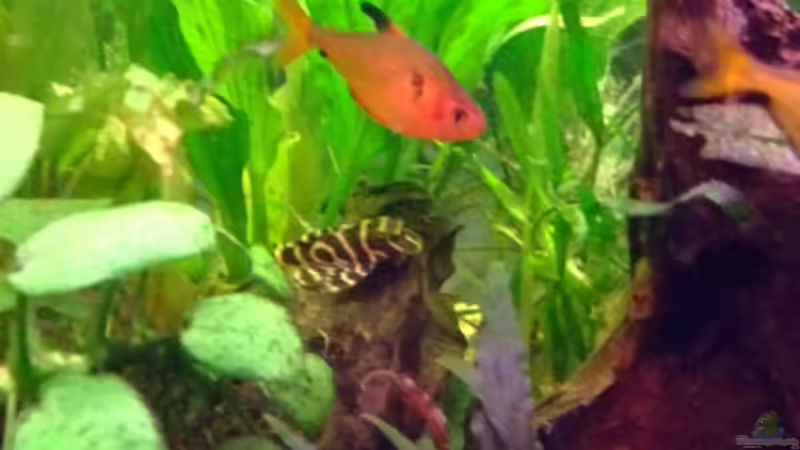 Endich vor die Linse bekommen meinen L333 von Frank Broneske (34)