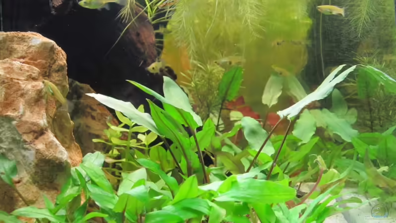 Endler Guppies von Fischfrau (18)