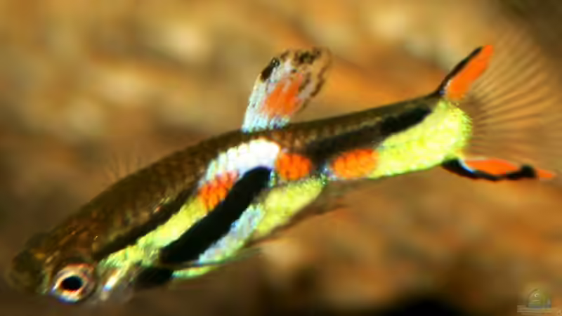 Endler Guppy am 30. August 2008 von Calexico (9)