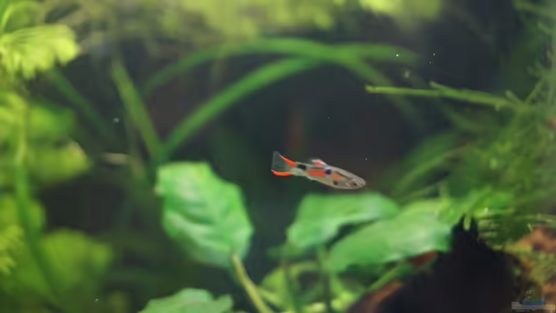 Endler Guppy Männchen von Raphi (15)