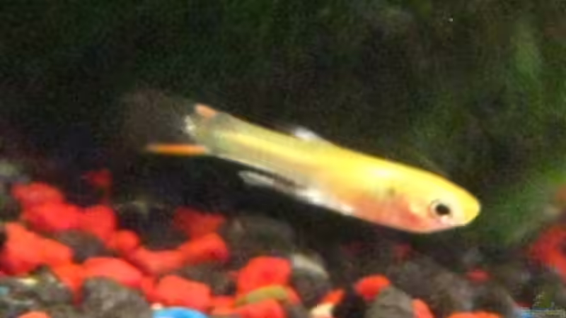 Endler Guppy Nachwuchs männl. von DanBri (7)