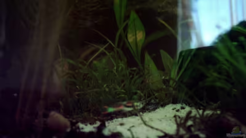 Endler Guppy von Christine Schebesta (16)