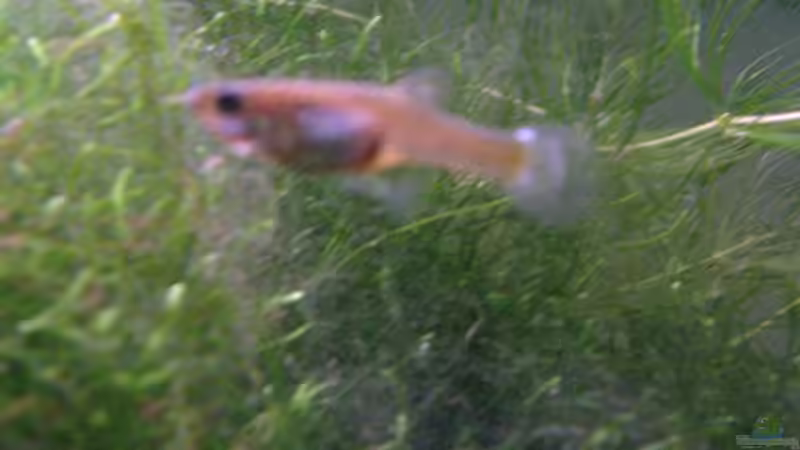 Endler Guppy von julian2010 (9)