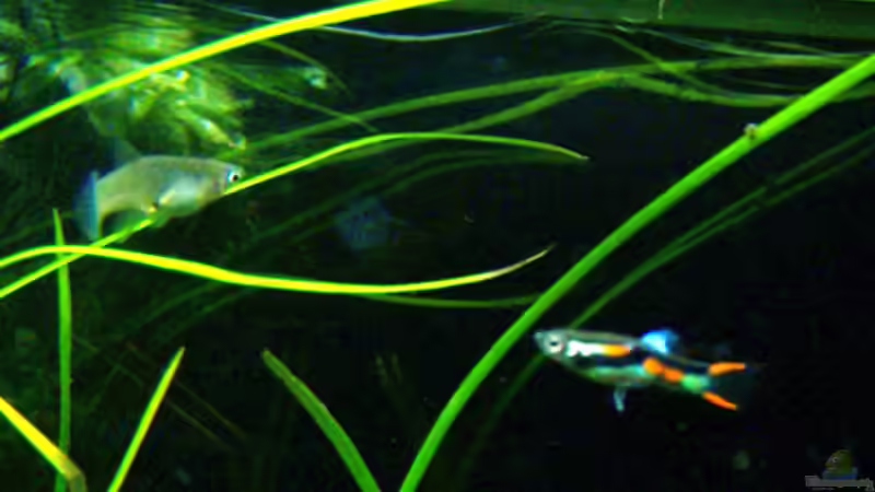 Endler Guppys von Buster (15)