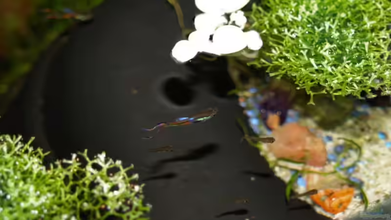 ´Endler´ Männchen mit Nachwuchs von Timo Lorenz (16)