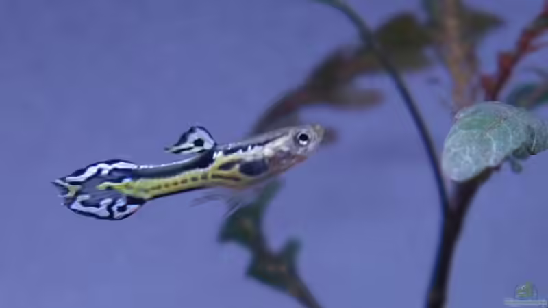 Endler von Bernde (17)