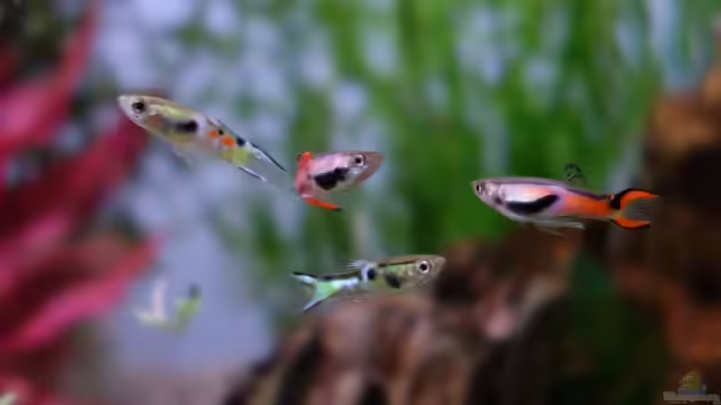 Endler von Bernde (19)