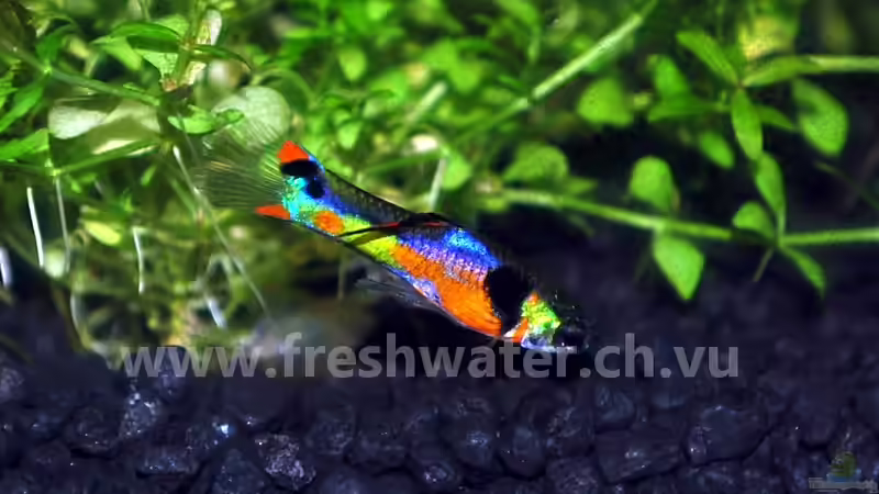 Endler von Teh_D (5)