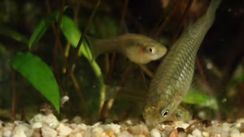 Endler-Weibchen bei der Futtersuche von Aquilegia (8)