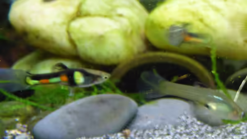 Endlerguppy ´El Tigre´ (Poecilia wingei) von Stephy (25)