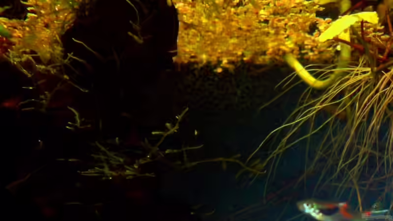 Endlerguppy von timme (29)