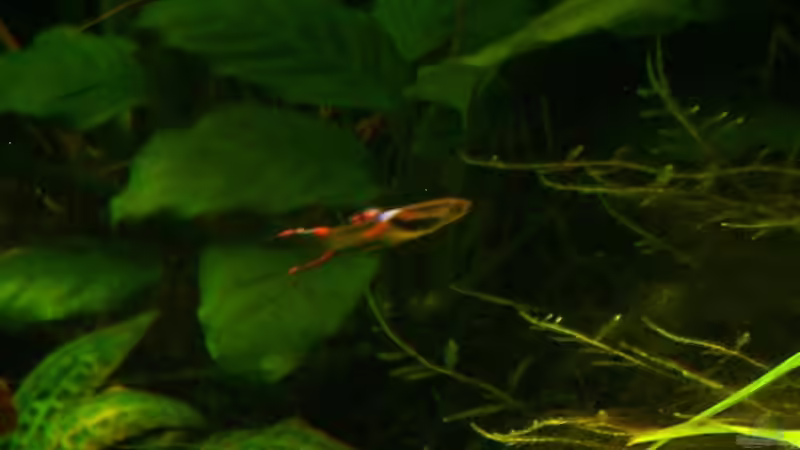 Endlerguppy von timme (31)