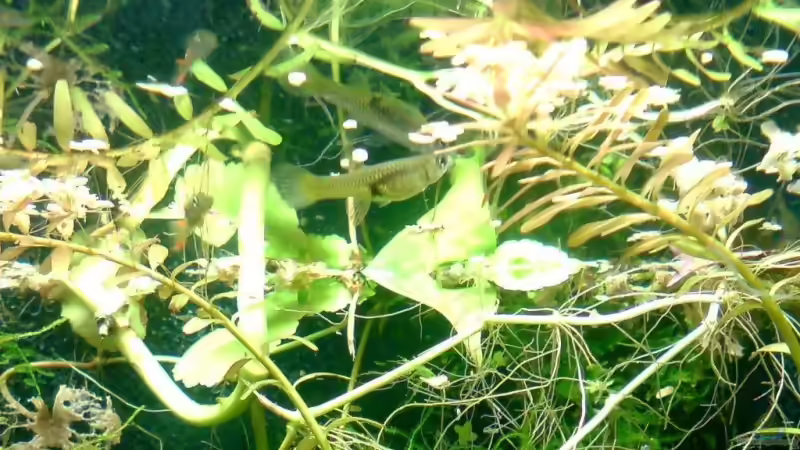 Endlerguppyweibchen von timme (34)