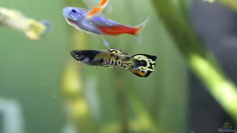 Endlers Guppy von ESA_72 (20)