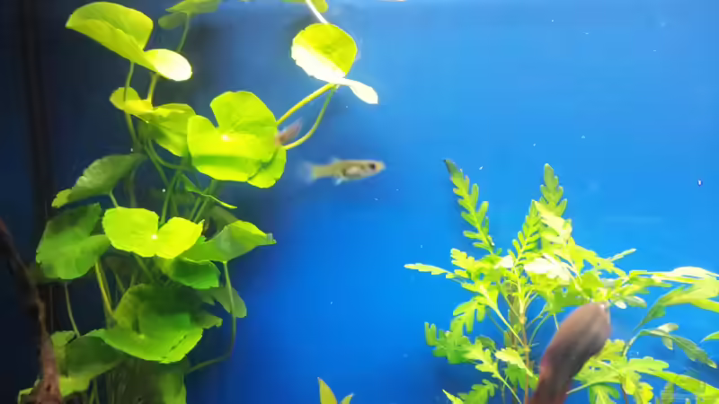 Aquarien mit Poecilia wingei (Endlers Guppy)