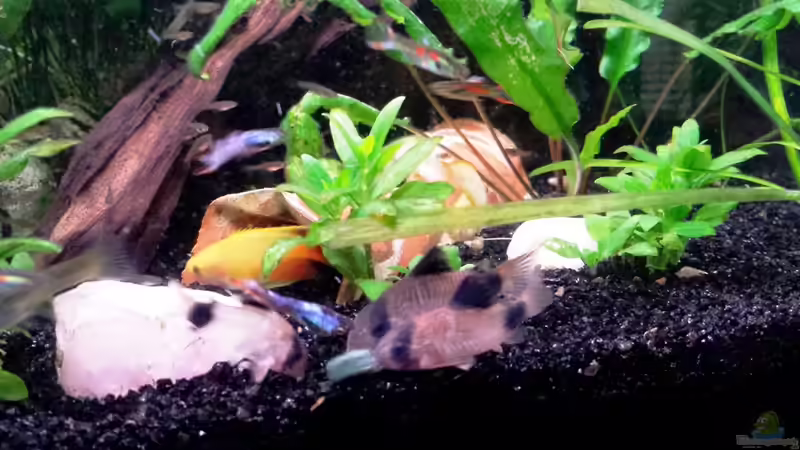 Endlers und Pandas von Jens Holzner (10)