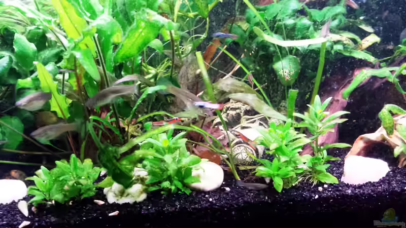 Endlers von Jens Holzner (11)