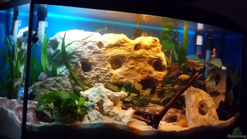 Endlich , unser erstes Malawibecken von Couro (11)