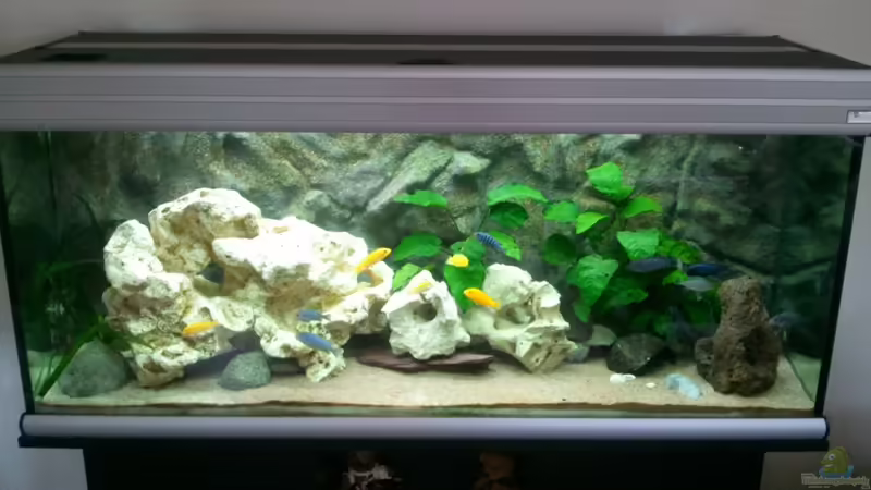 Endlich, mein fertiges Malawibecken :-) von Roman Cavelty (2)