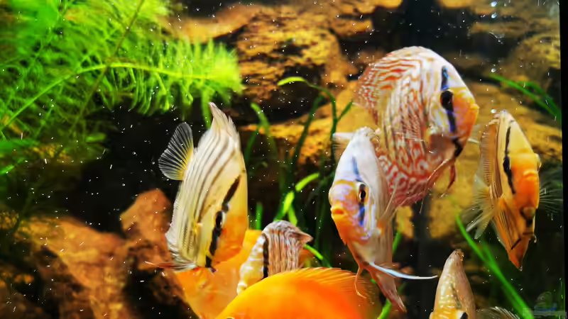 Endlich die ersten Scheiben in der Scheibenwelt!  von Odonata (4)