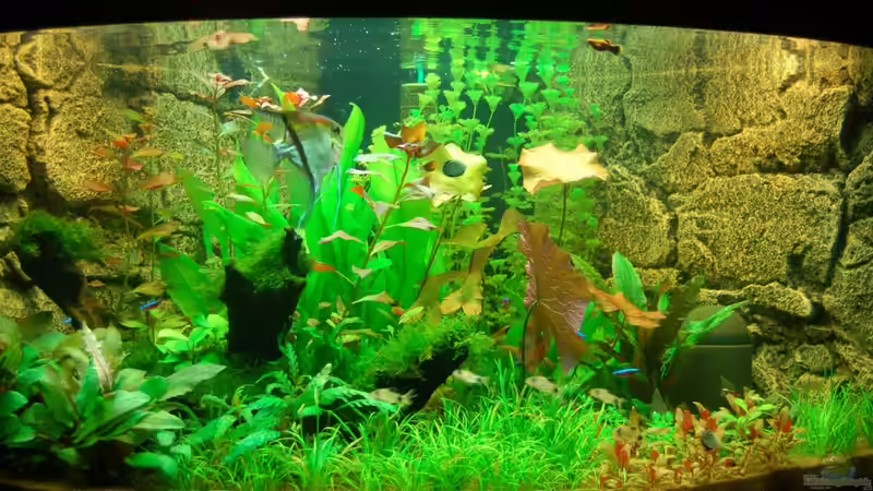 Endlich drehen die ersten Bewohner Ihre Runden im Becken von Sven Seibert (34)