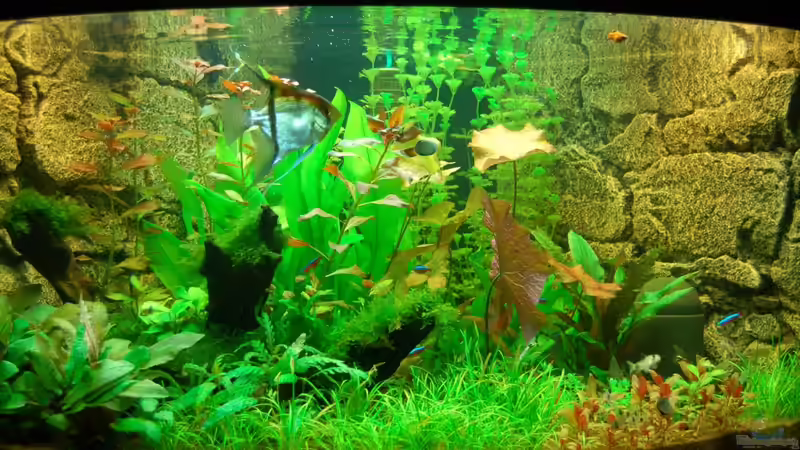 Endlich drehen die ersten Bewohner Ihre Runden im Becken von Sven Seibert (35)