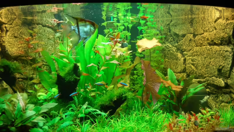 Endlich drehen die ersten Bewohner Ihre Runden im Becken von Sven Seibert (36)