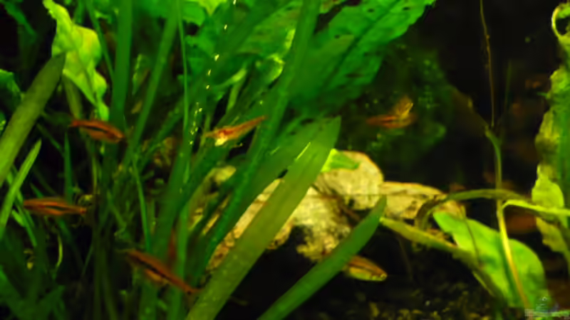 endlich ein Gruppenfoto von Wels (24)