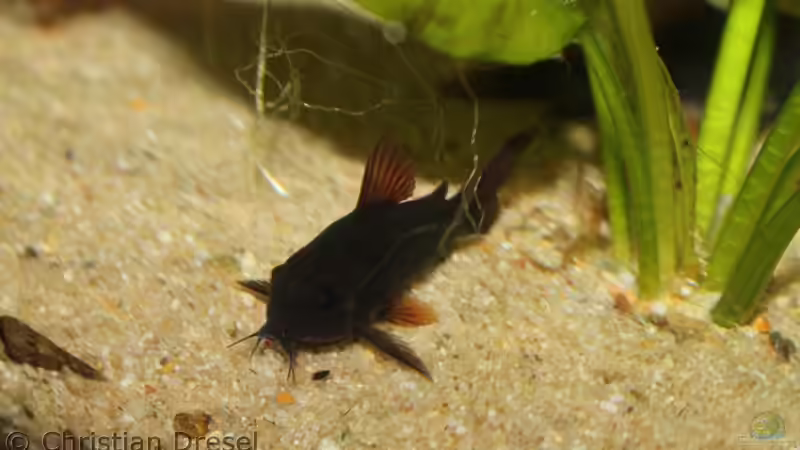 Endlich ein gutes Foto meiner Corydoras schultzei ´black´ meine neue Canon EOS1100D macht sich bemerkbar von chrisi01 (28)